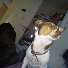 Blanding af racer signe<3