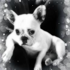Fransk bulldog Dina