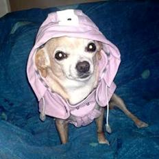Chihuahua Jorjetta Romerio