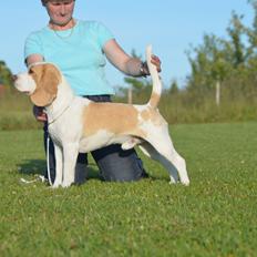 Beagle DKCH KLBJCH Free Stride's Busy Appointment