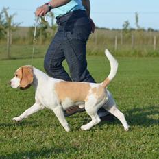Beagle DKCH KLBJCH Free Stride's Busy Appointment