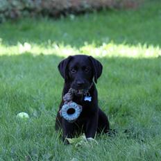 Labrador retriever Baunse