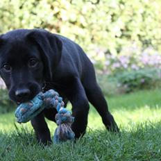 Labrador retriever Baunse