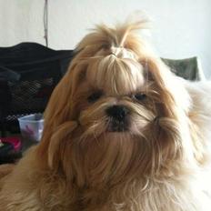 Shih tzu Setti