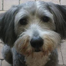 Bearded collie Savoy[Shetlanas Inside Player]