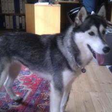 Siberian husky Chessie