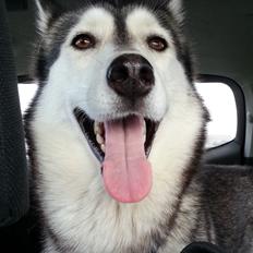 Siberian husky Chessie