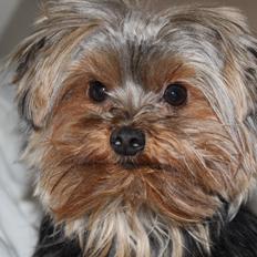 Yorkshire terrier Little Big horns Albert