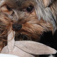 Yorkshire terrier Little Big horns Albert