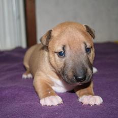 Bullterrier miniature Bosco