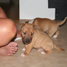 Bullterrier miniature Bosco