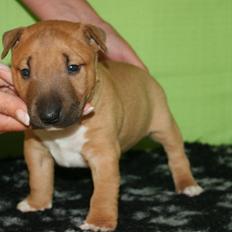 Bullterrier miniature Bosco