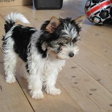 Biewer yorkshire terrier Ejner