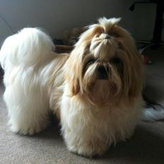Shih tzu Setti