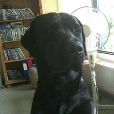 Labrador retriever Bamse. R.I.P.