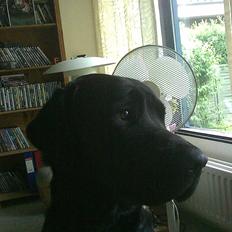 Labrador retriever Bamse. R.I.P.