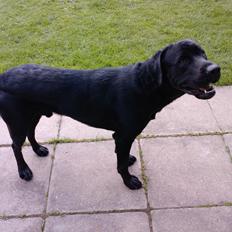 Labrador retriever Bamse. R.I.P.