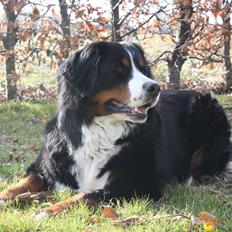 Berner sennenhund Mira