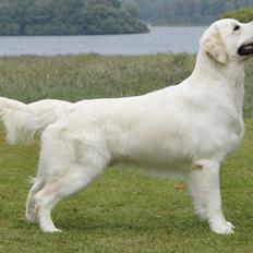 Golden retriever Höhrmann's Bring It On