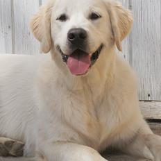 Golden retriever Höhrmann's Bring It On