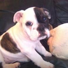 Engelsk bulldog Karla