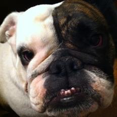 Engelsk bulldog Karla