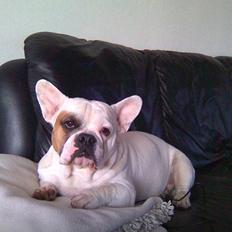 Blanding af racer Harley