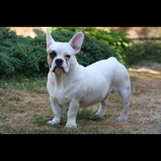 Blanding af racer Harley