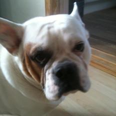 Blanding af racer Harley