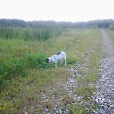 Dansk svensk gaardhund Thor