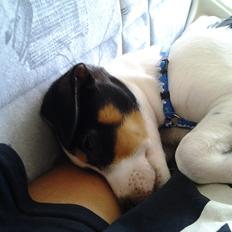 Dansk svensk gaardhund Thor