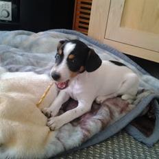 Dansk svensk gaardhund Thor