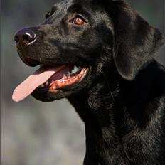 Labrador retriever Anton