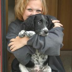 Engelsk springer spaniel Malthe
