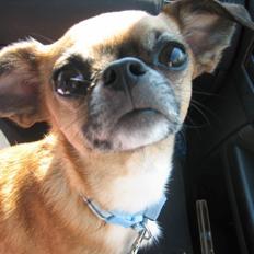 Blanding af racer Chui