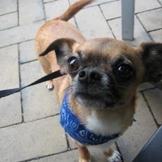 Blanding af racer Chui