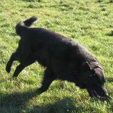 Blanding af racer Buster