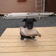 Blanding af racer Hr. Jensen  jack russel