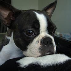 Boston terrier Fanta