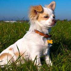Chihuahua Luffe