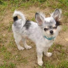 Chihuahua *Iceman*