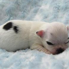 Chihuahua *Iceman*