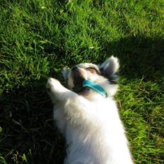 Chihuahua *Iceman*