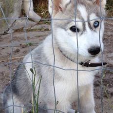 Siberian husky Nizmo