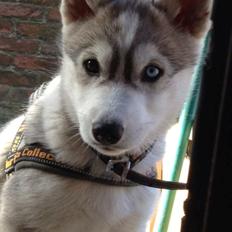 Siberian husky Nizmo