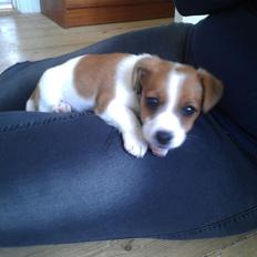 Jack russell terrier Anton