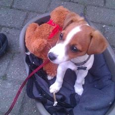 Jack russell terrier Anton