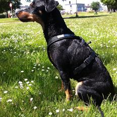 Blanding af racer Soko