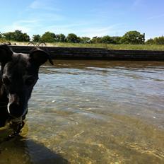 Whippet Dragonwing Breeze (Nanna)