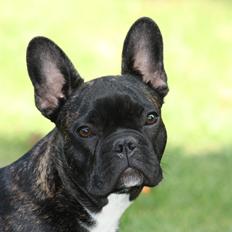 Fransk bulldog Cæsar